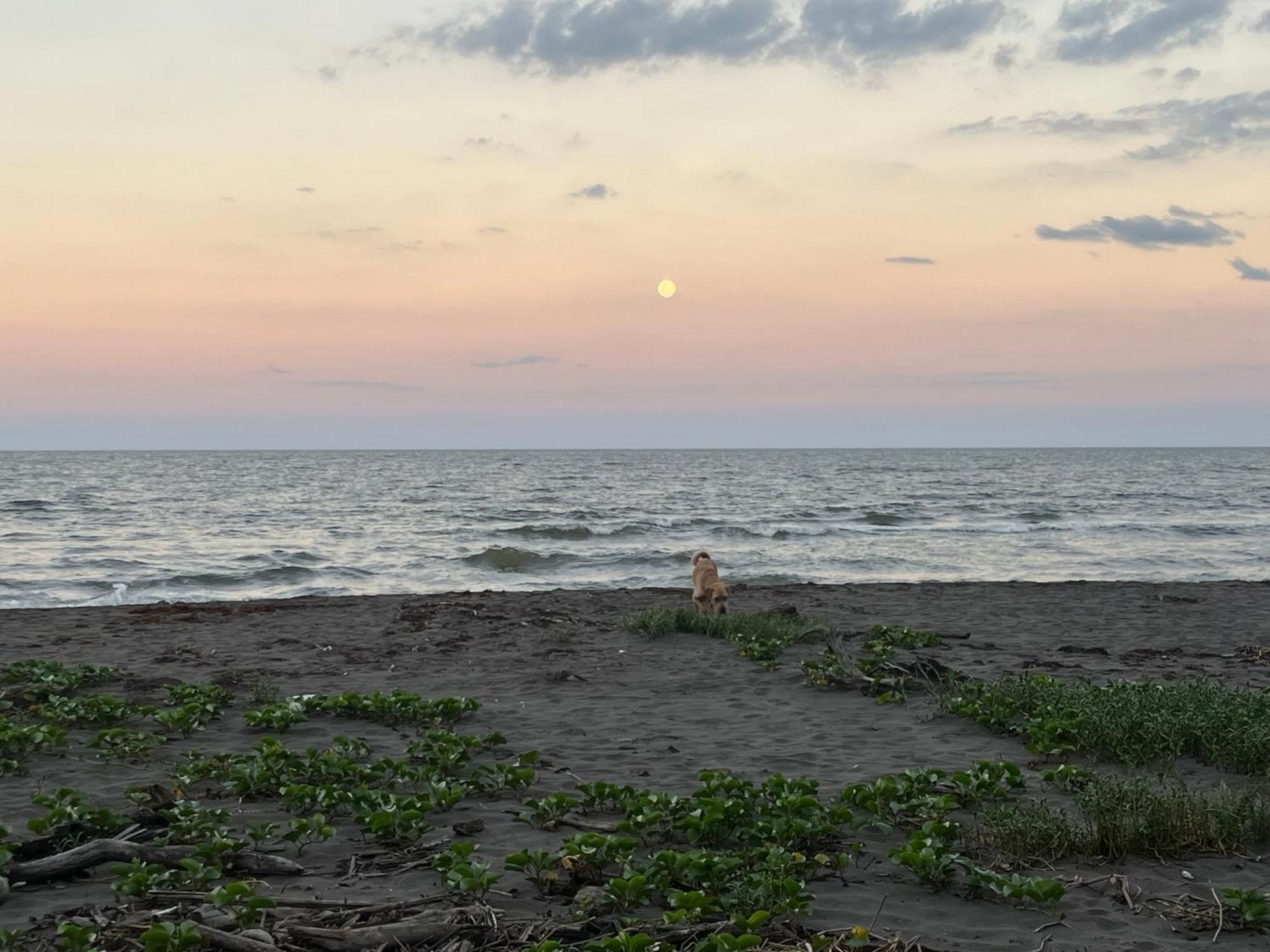 Frias * Tortuguero